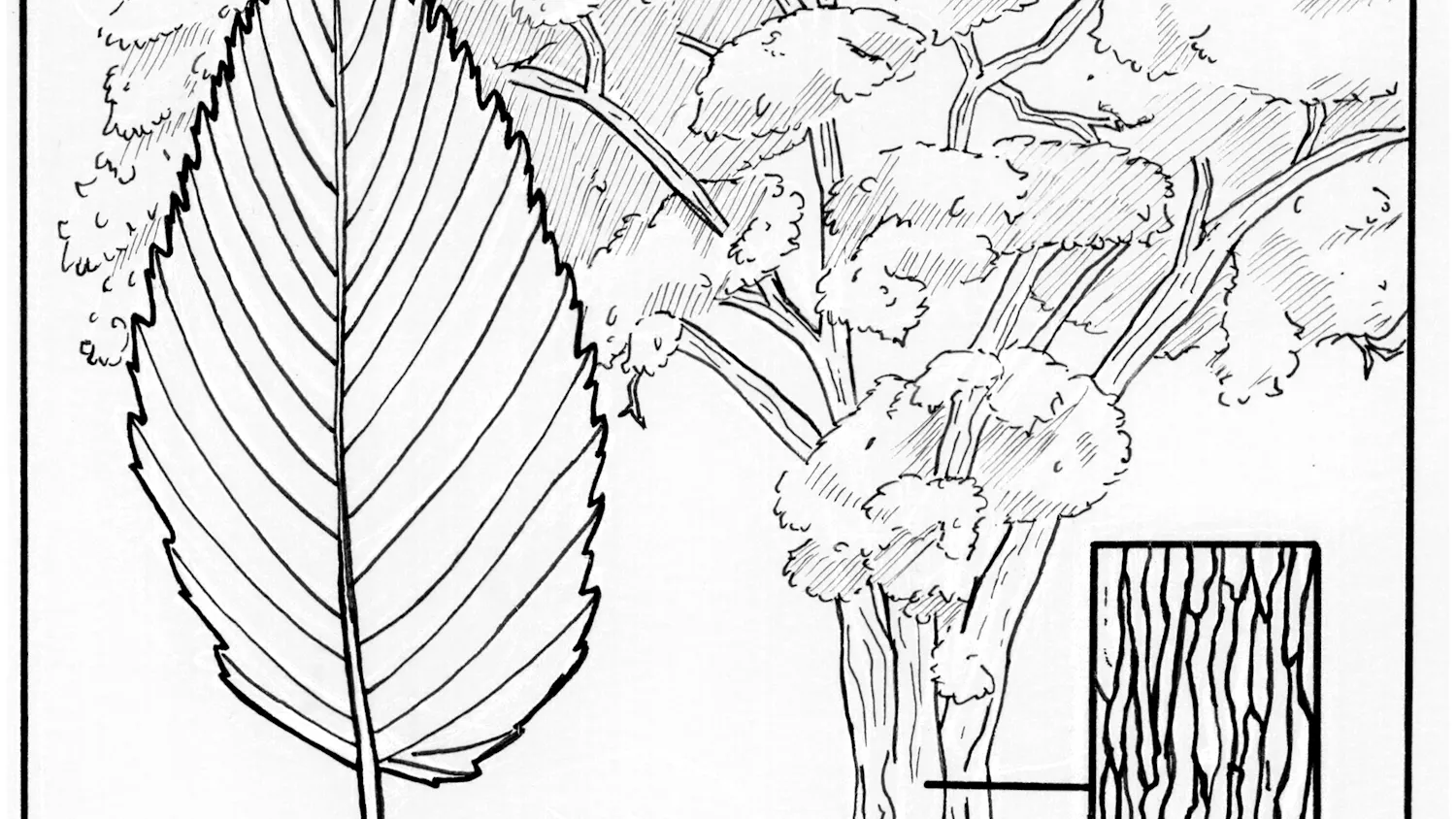 Illustration of an American elm tree showing a leaf, seeds and a close view of the bark.