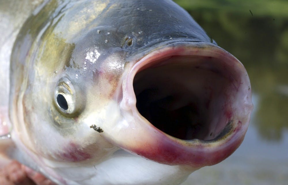 Cut the carp: Michigan fights invasive fish species