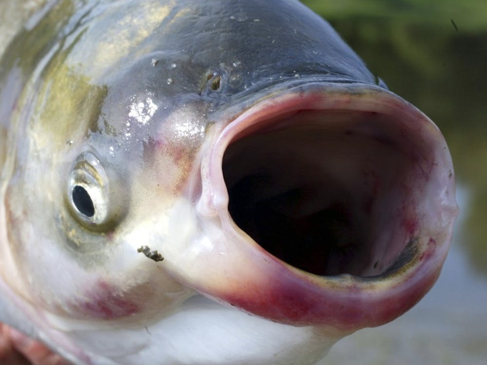 The invasive species silver carp is slowly advancing north along the Illinois River in central Illinois, and may become a factor in the Great Lakes in the future. (Marlin Levison/Minneapolis Star Tribune/MCT)