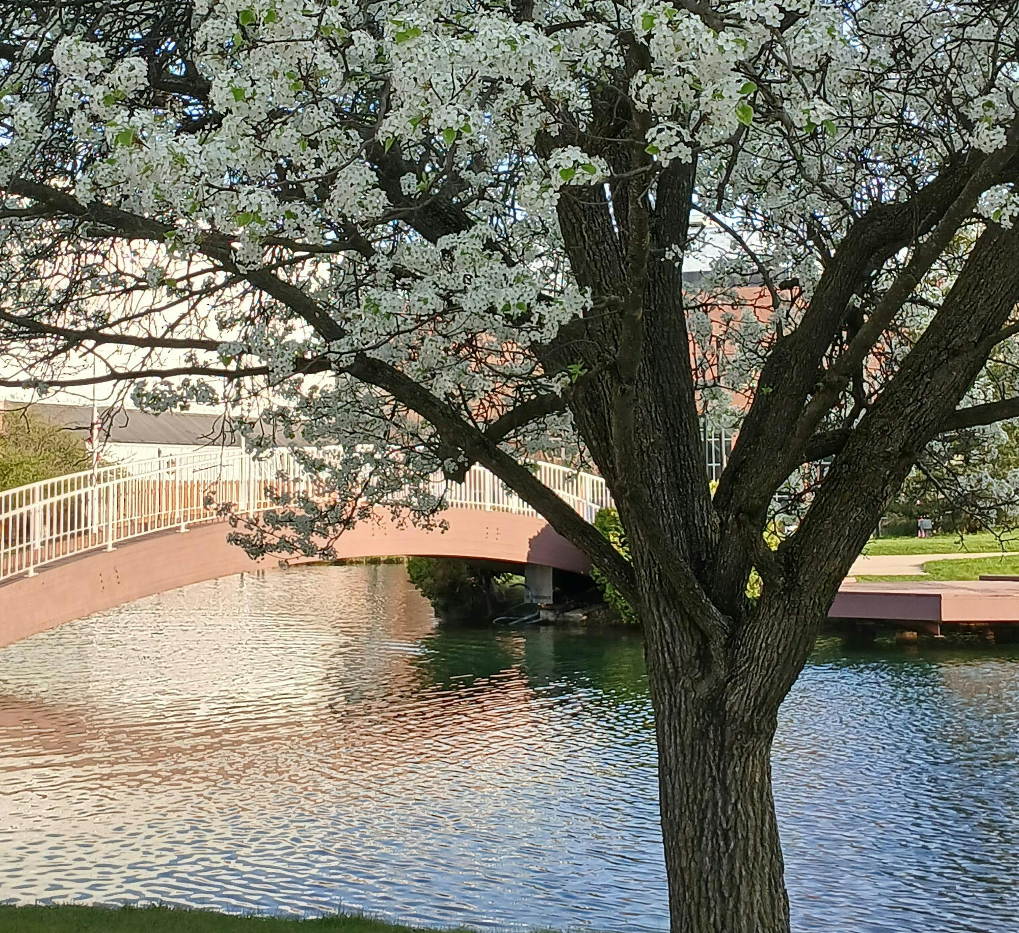 Tree with white flowers in front of a pond with an arched bridge and white railing.
