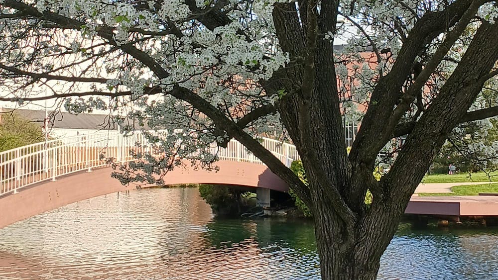 Tree with white flowers in front of a pond with an arched bridge and white railing.