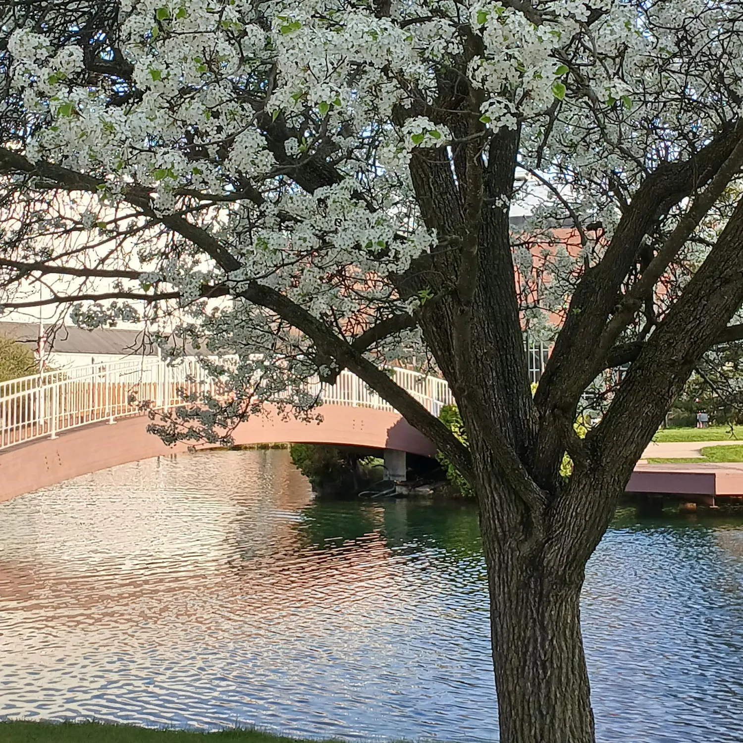 Tree with white flowers in front of a pond with an arched bridge and white railing.