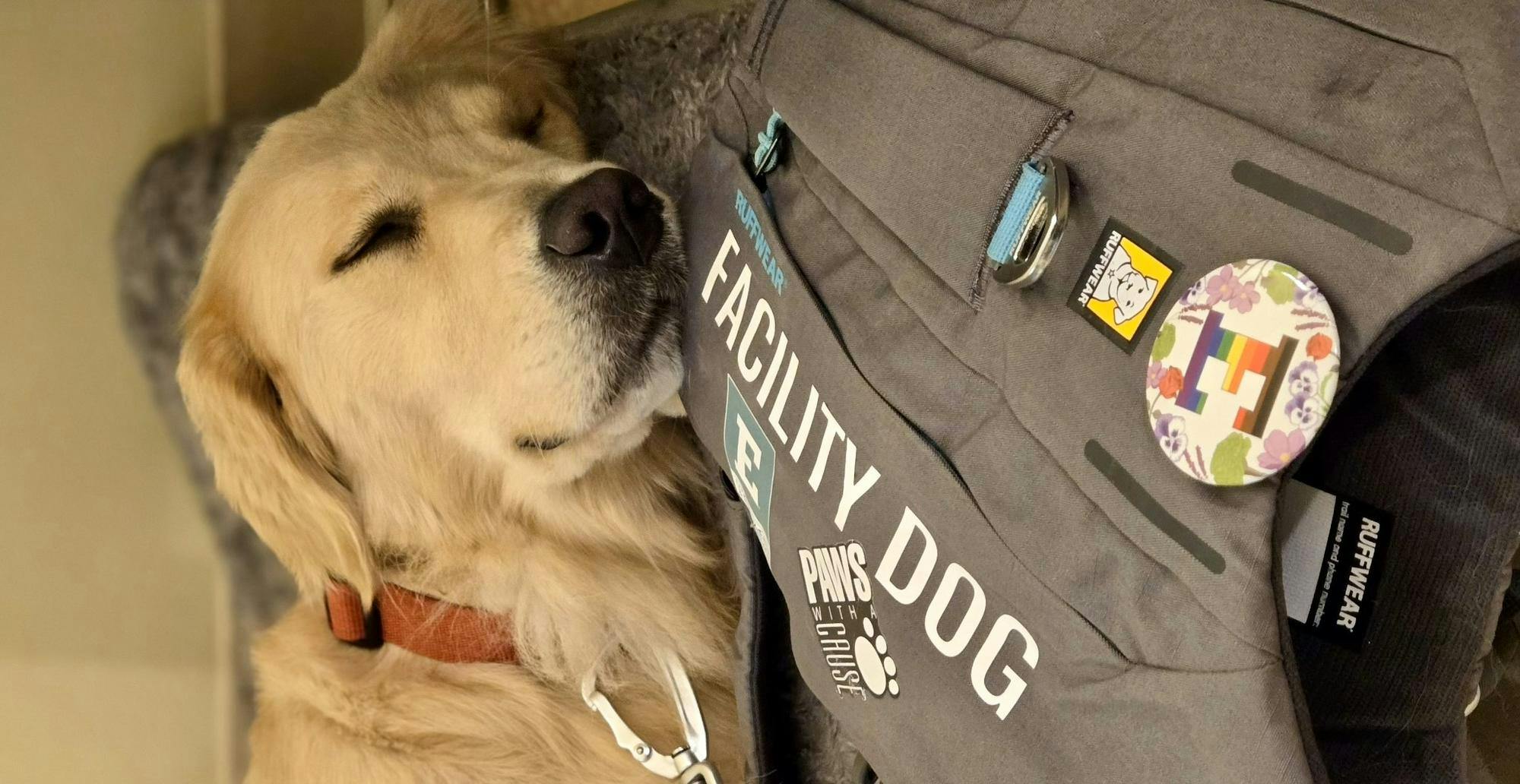 Tinker the Facility Dog