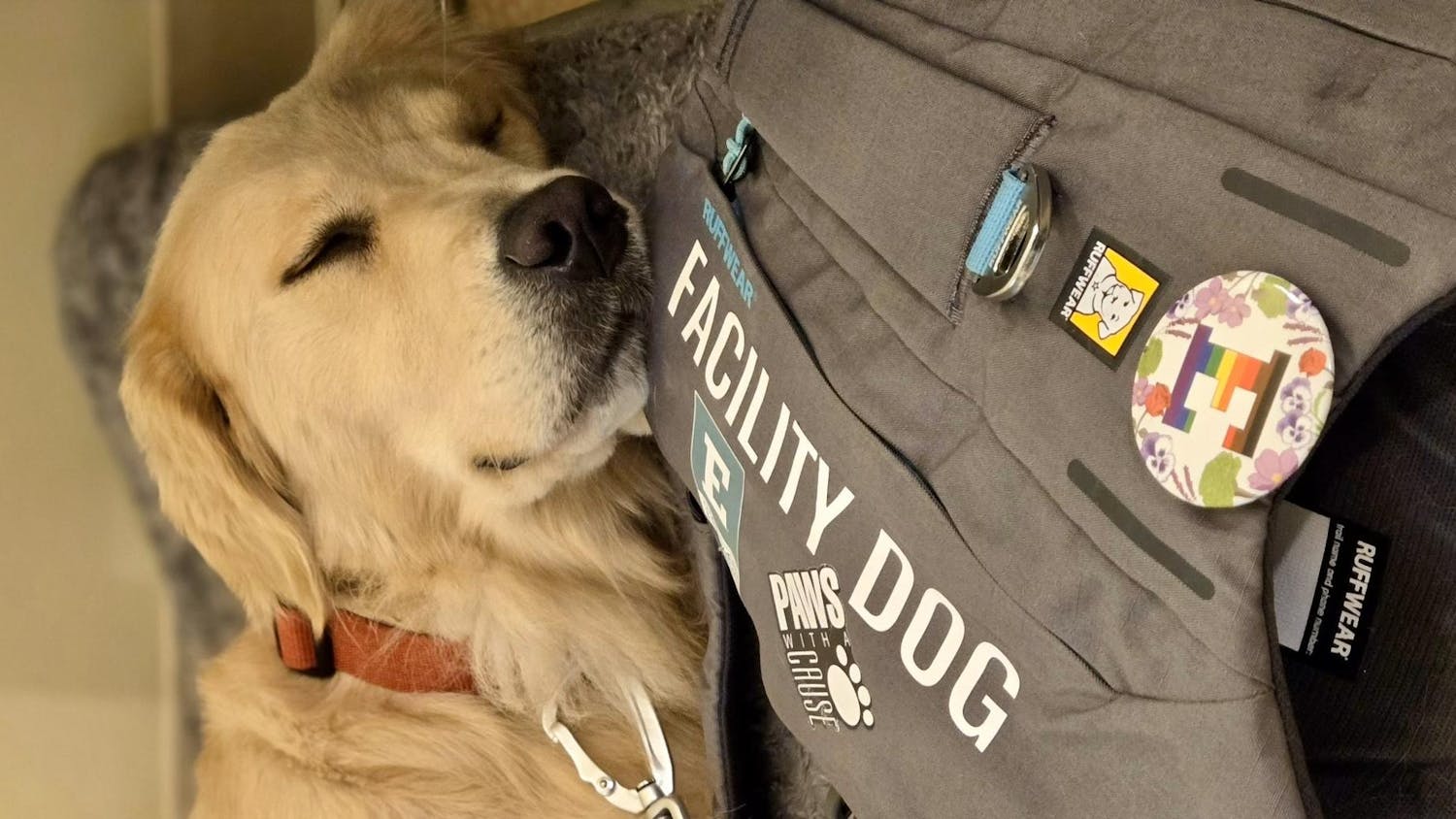 Tinker the Facility Dog