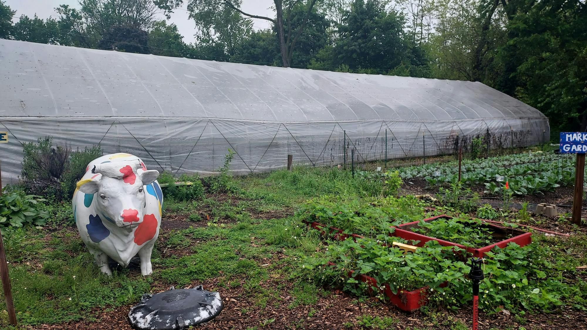 A colorful cow sculpture watches over the gardens at Growing Hope.