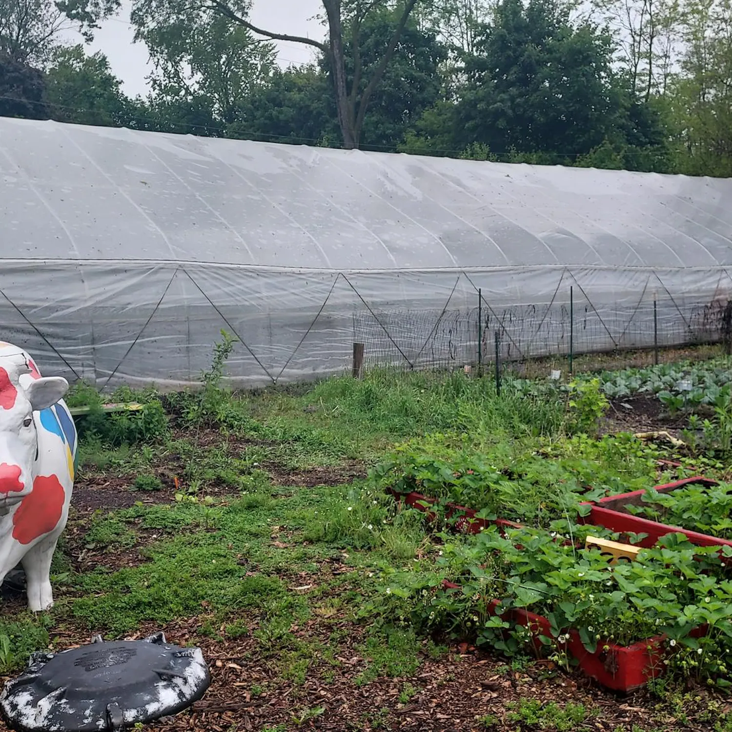 A colorful cow sculpture watches over the gardens at Growing Hope.