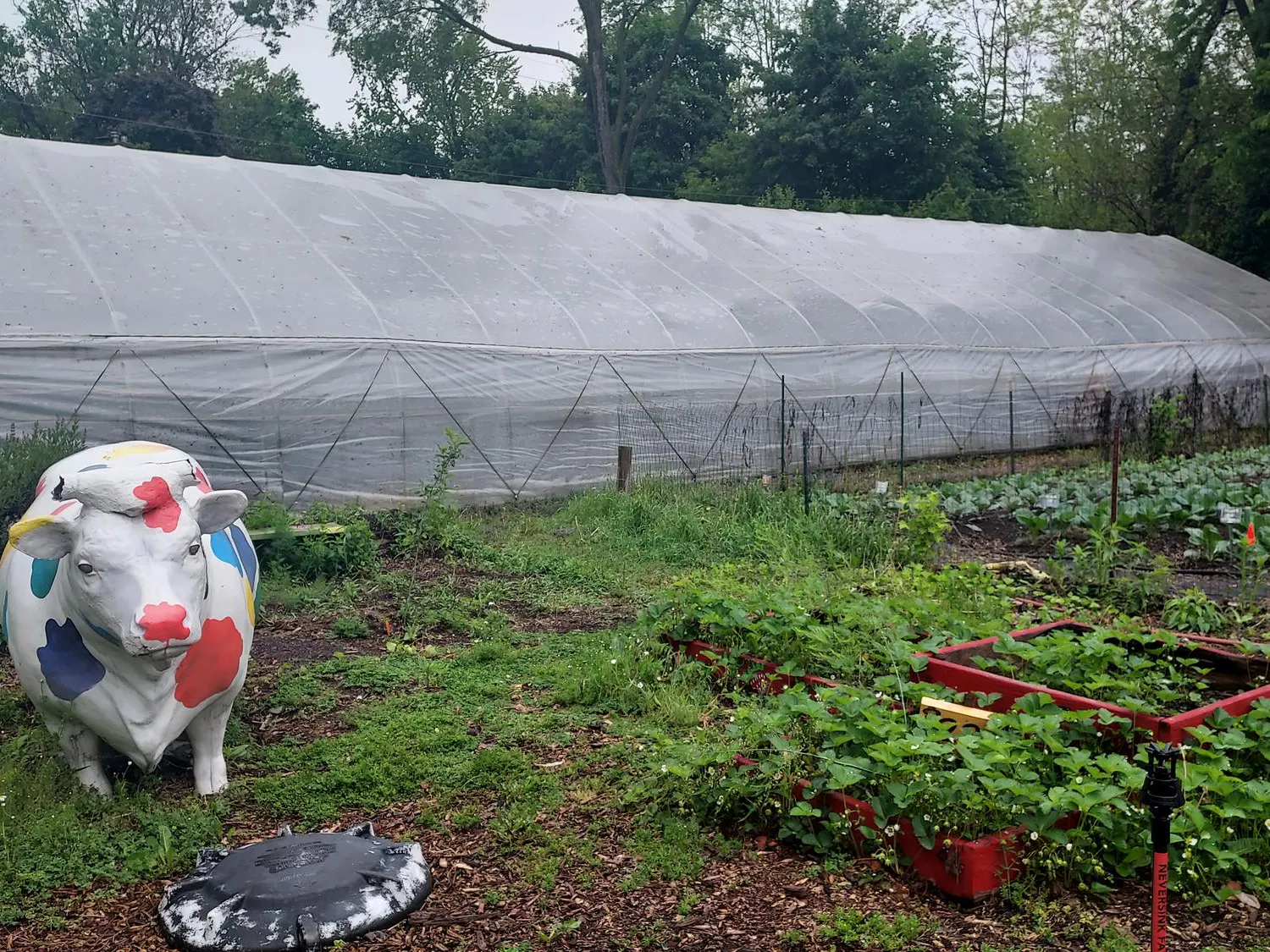 A colorful cow sculpture watches over the gardens at Growing Hope.