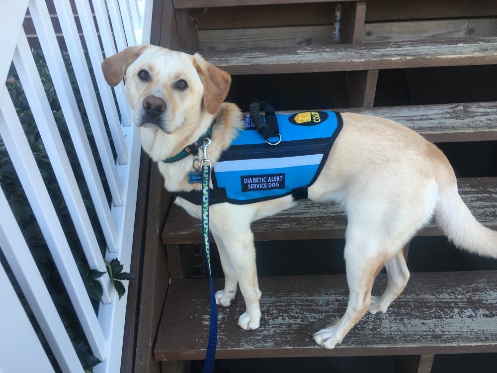 Service animals provide support to students - Elon News Network