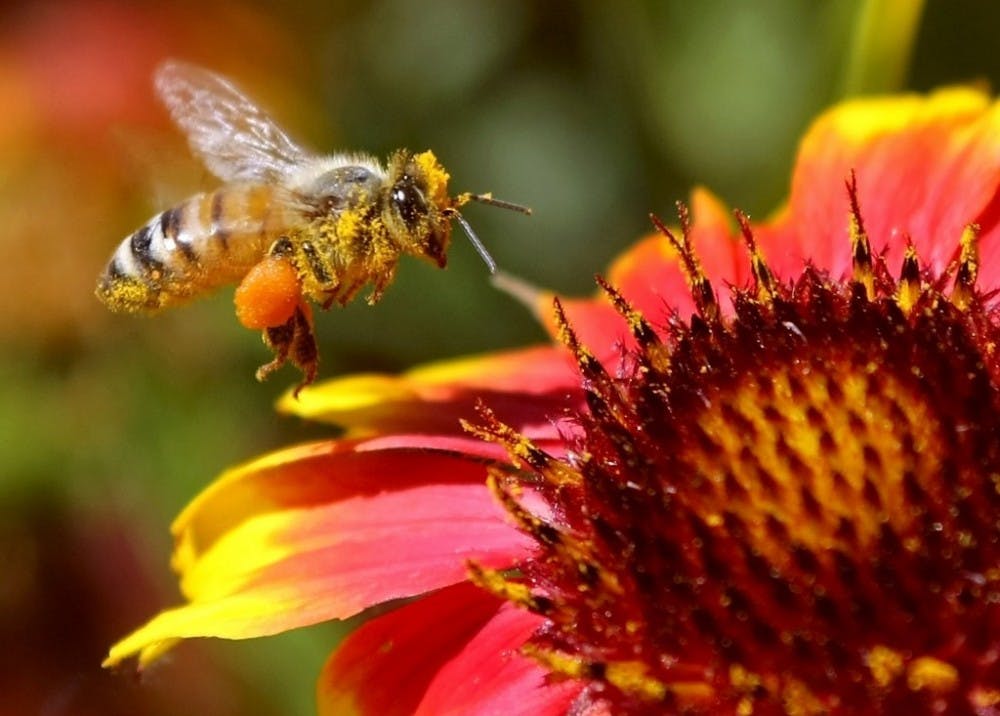 life-honeybee-pk
