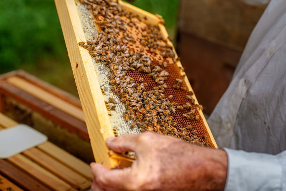 wu-ira-postons-bees-250804-0011