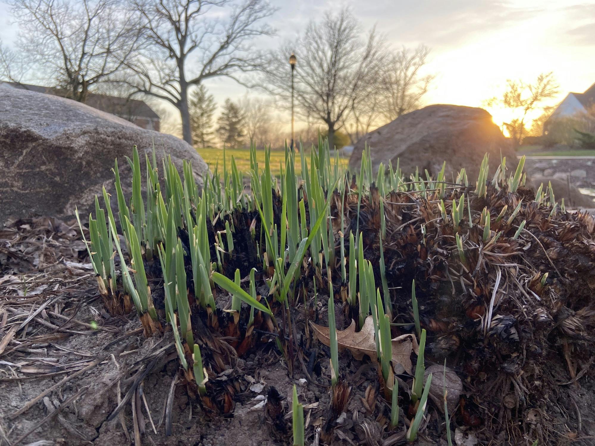 Prarie Burning 2.jpg