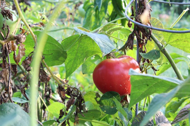 University garden grows produce such as tomatoes. 