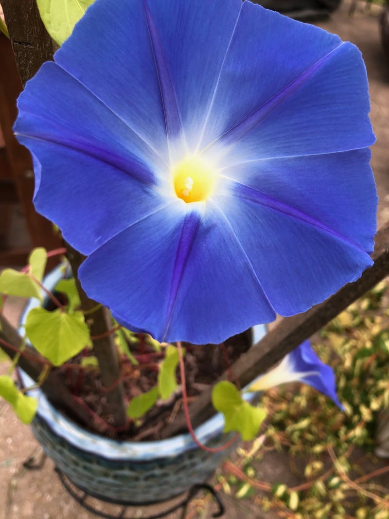 Morning Glories, which were planted during Craig’s first quarantine, bloomed five months later during her second quarantine.