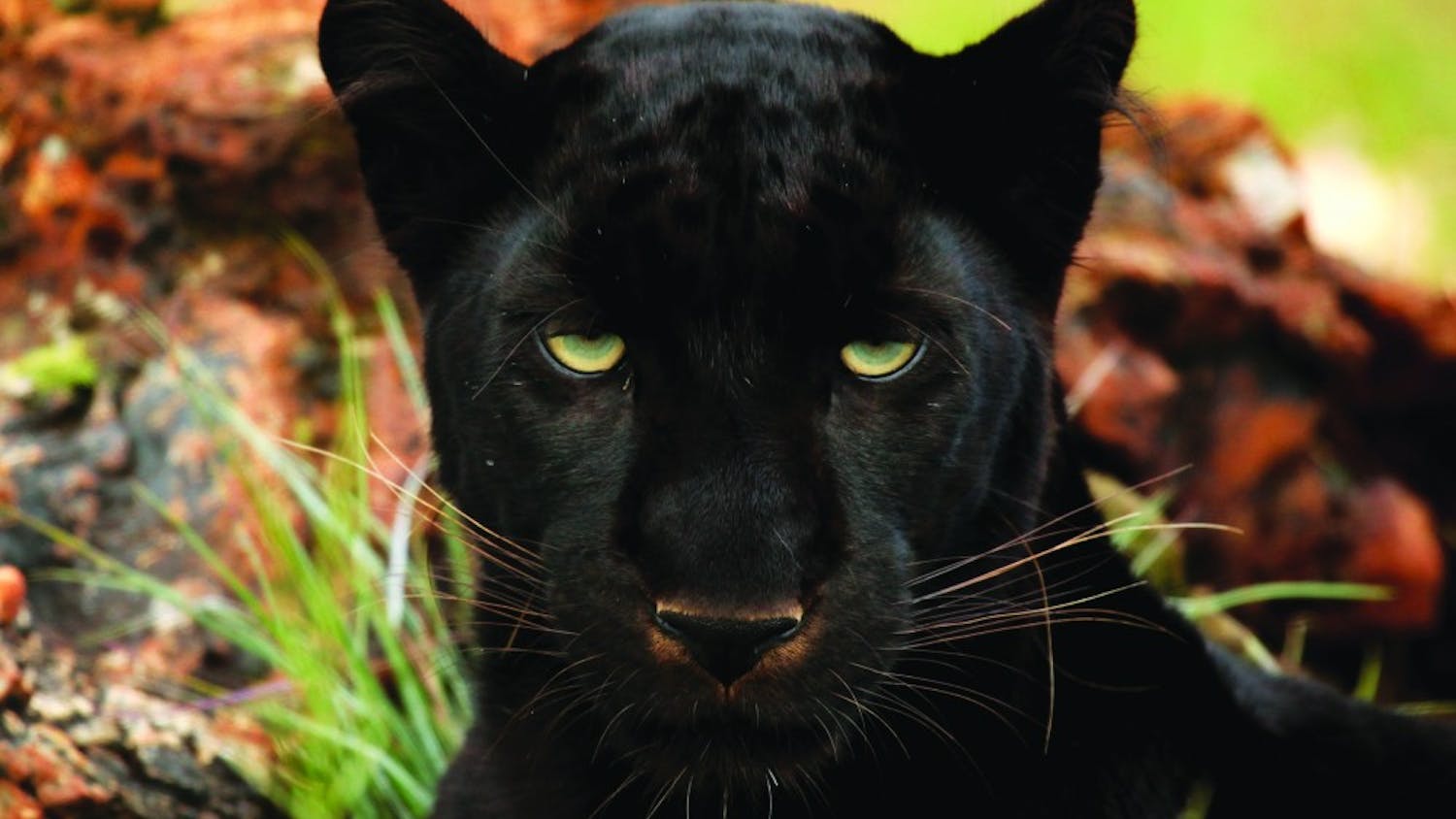 Black_Panther-copy.jpg
