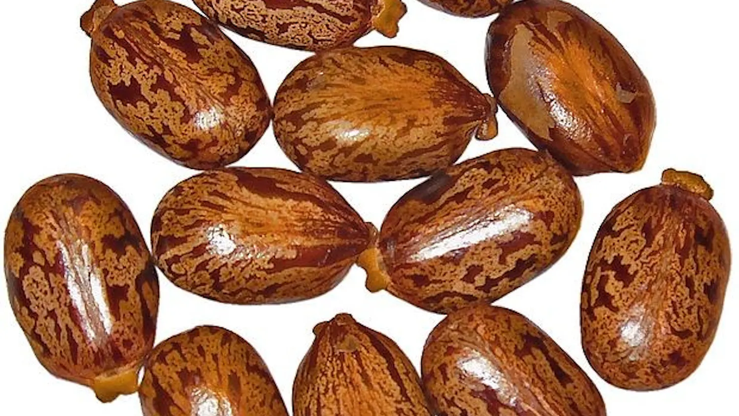 Ricinus_communis_008.jpg