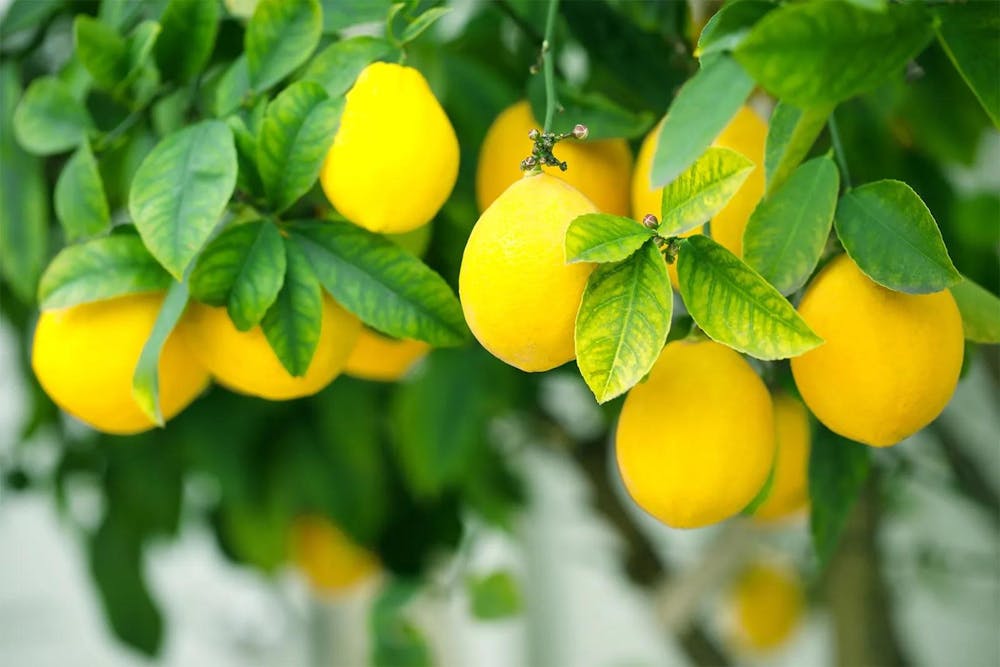 Lemons-tree.jpeg