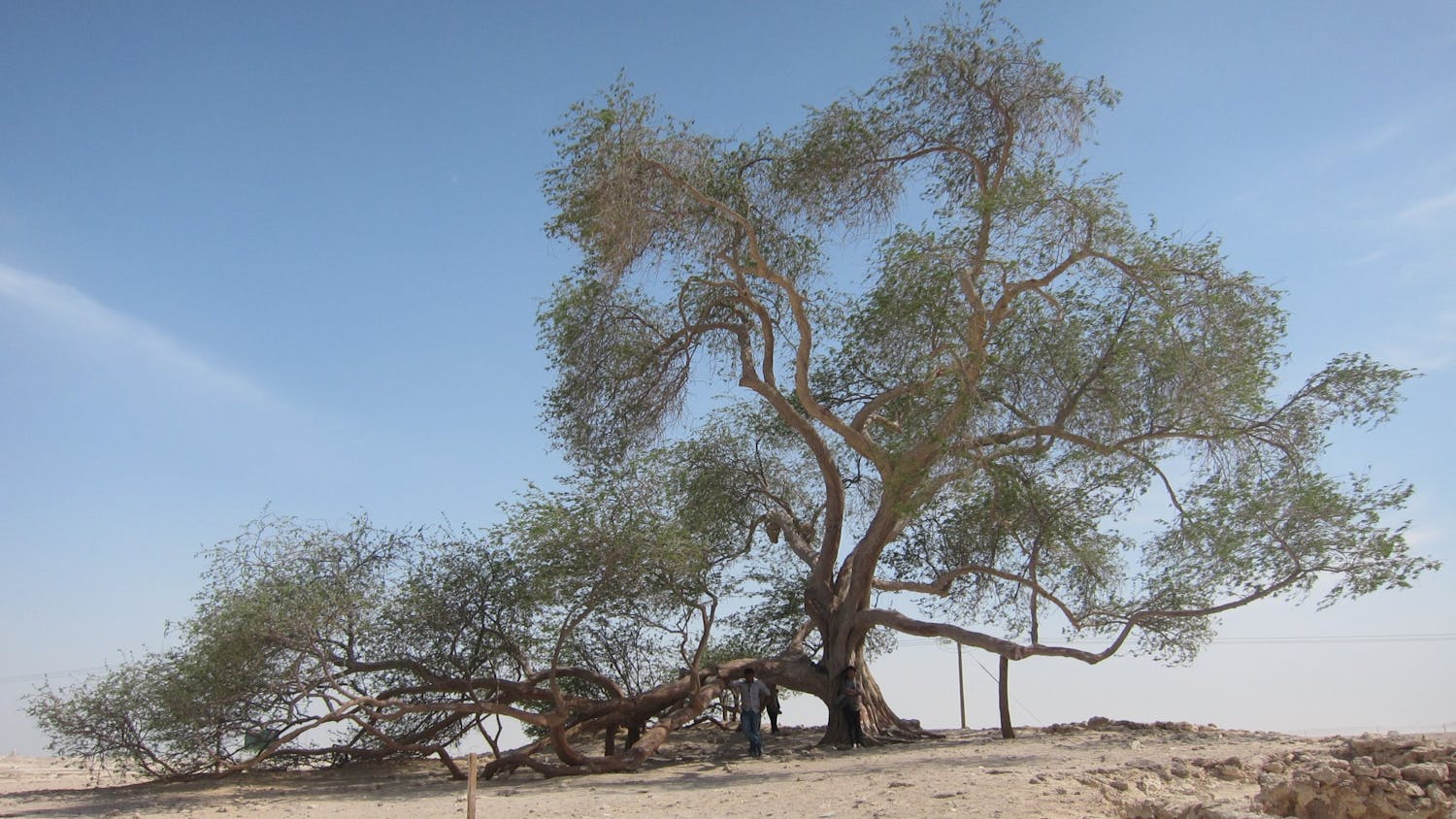 The Tree of Life is a staple attraction in Bahrain.