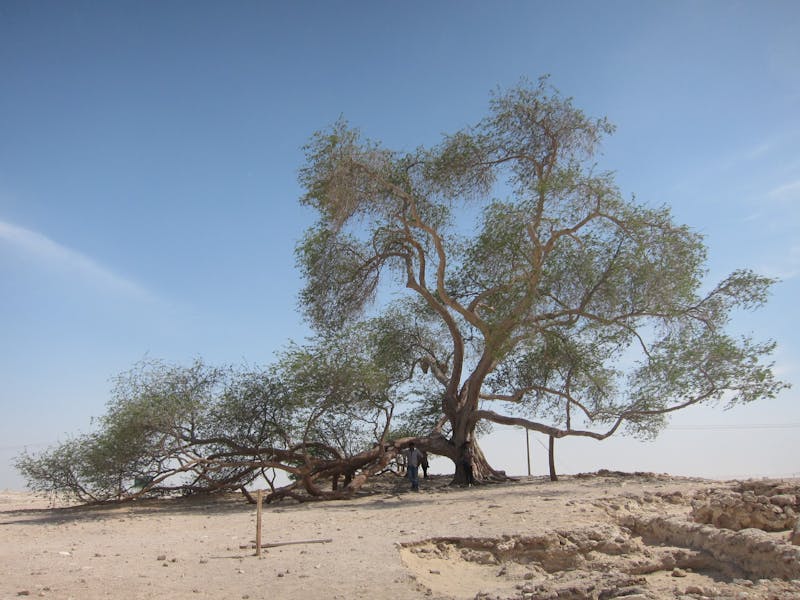The Tree of Life is a staple attraction in Bahrain.