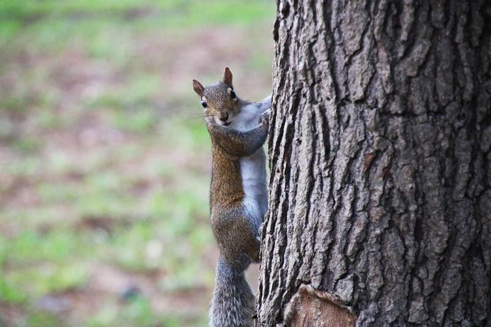 50560547158_38bbb0595d_c