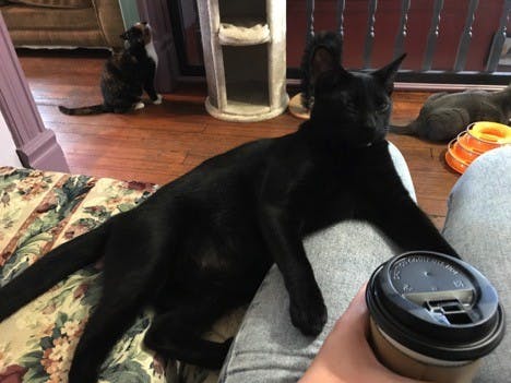 cat1