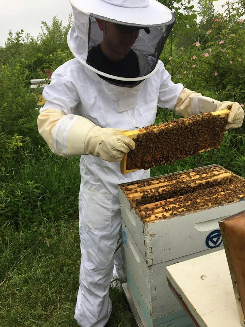 bees_rgb_03
