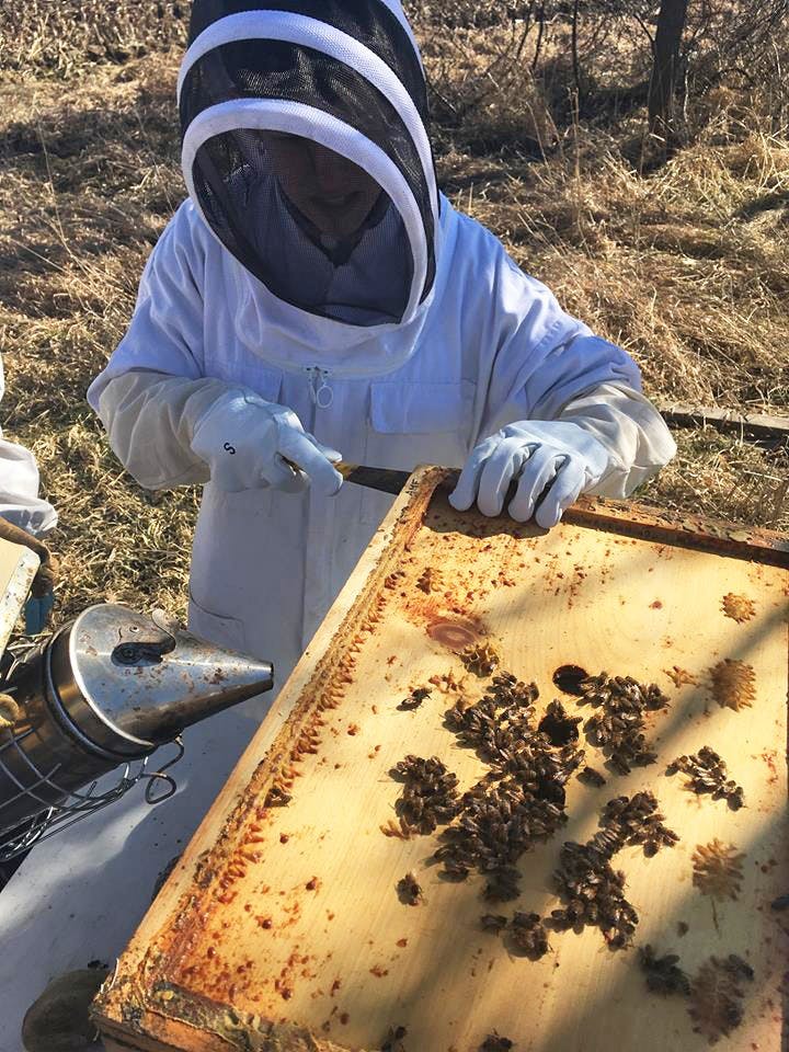 bees_rgb_01