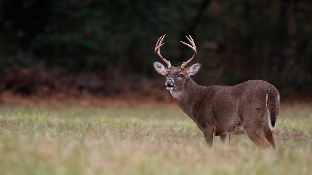 Deer_Adobe-Stock