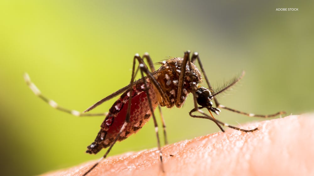 AdobeStock_Mosquito