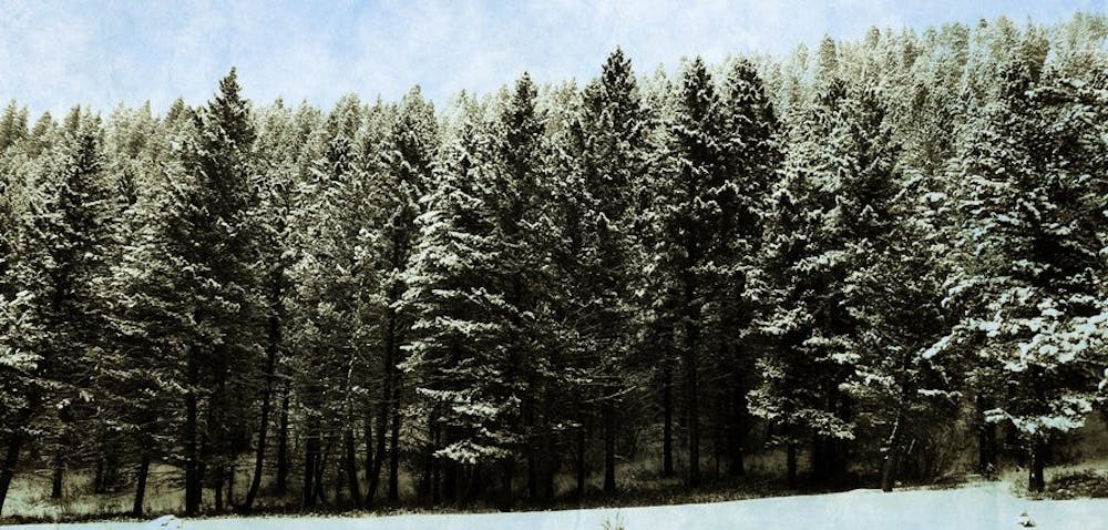 pine_forest_by_lizn-300x143
