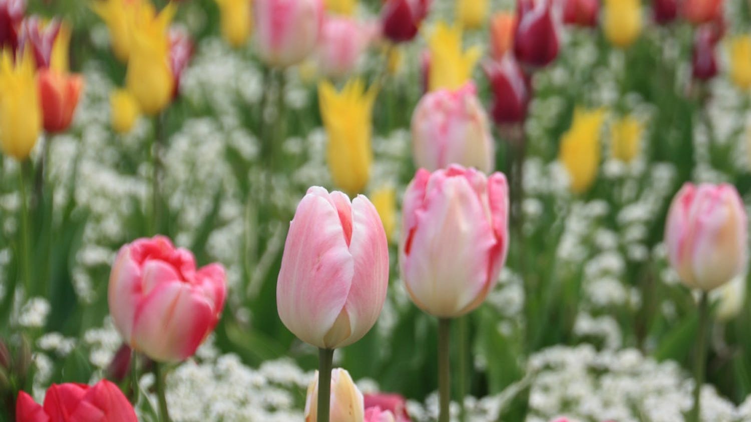 Tulip-Meadow-Flower-Nature-Spring-Spring-Flowers-2359536