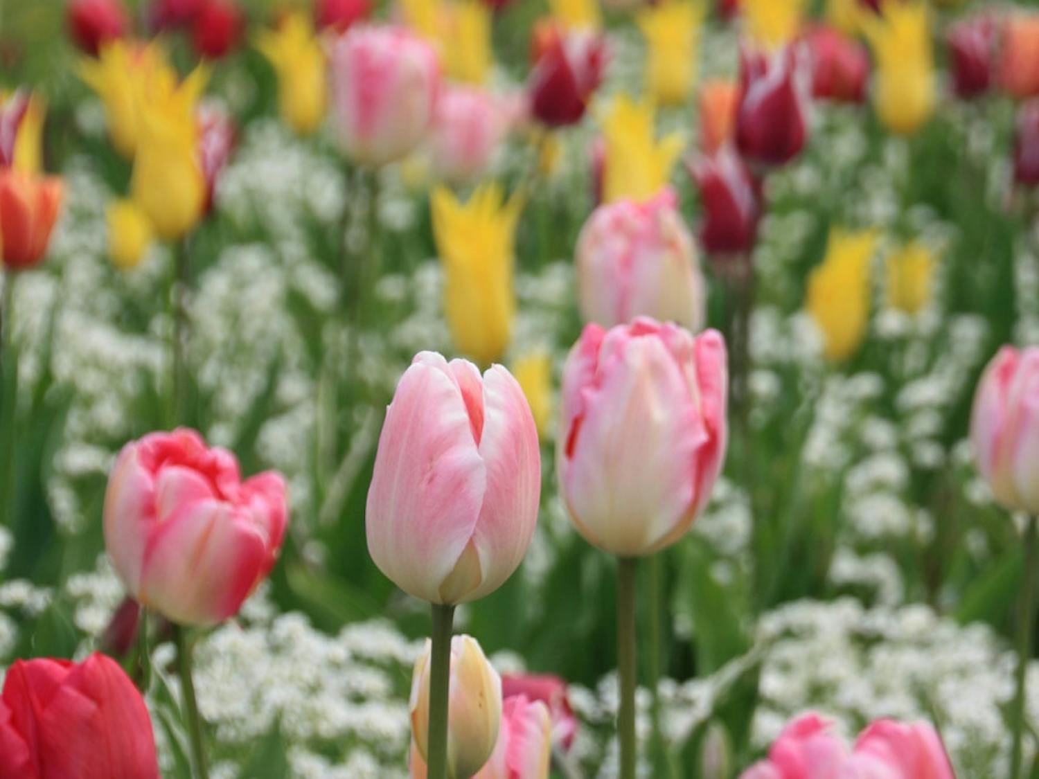 Tulip-Meadow-Flower-Nature-Spring-Spring-Flowers-2359536