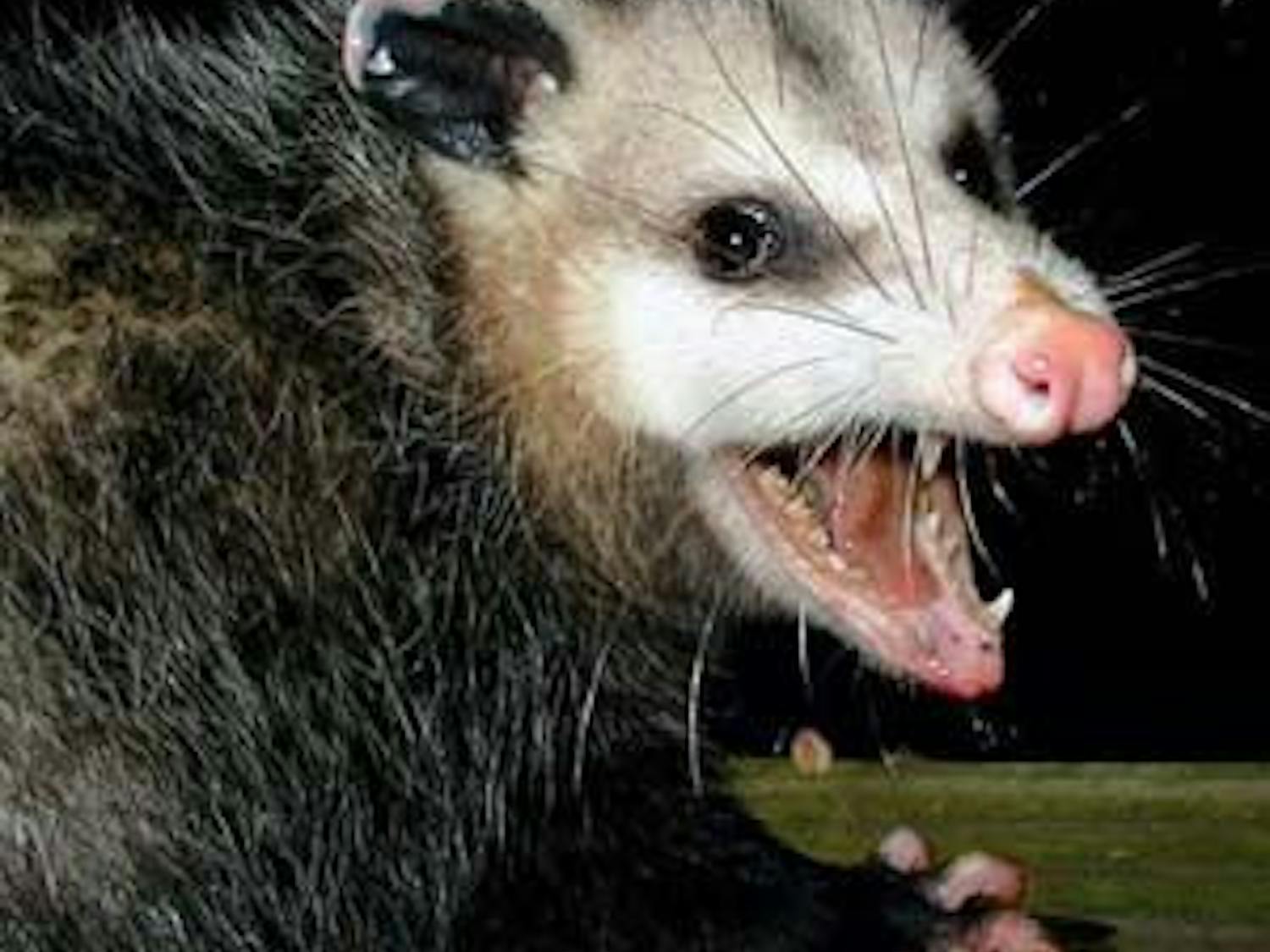 possum1