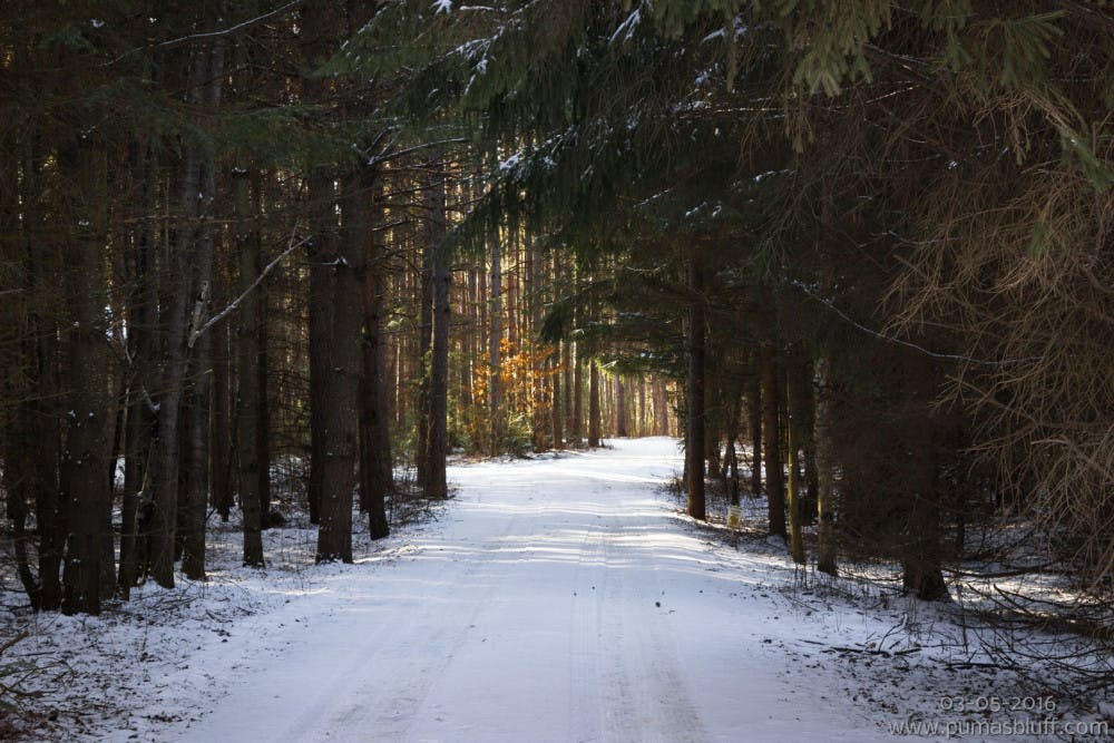 path-through-pine-forest-300x200