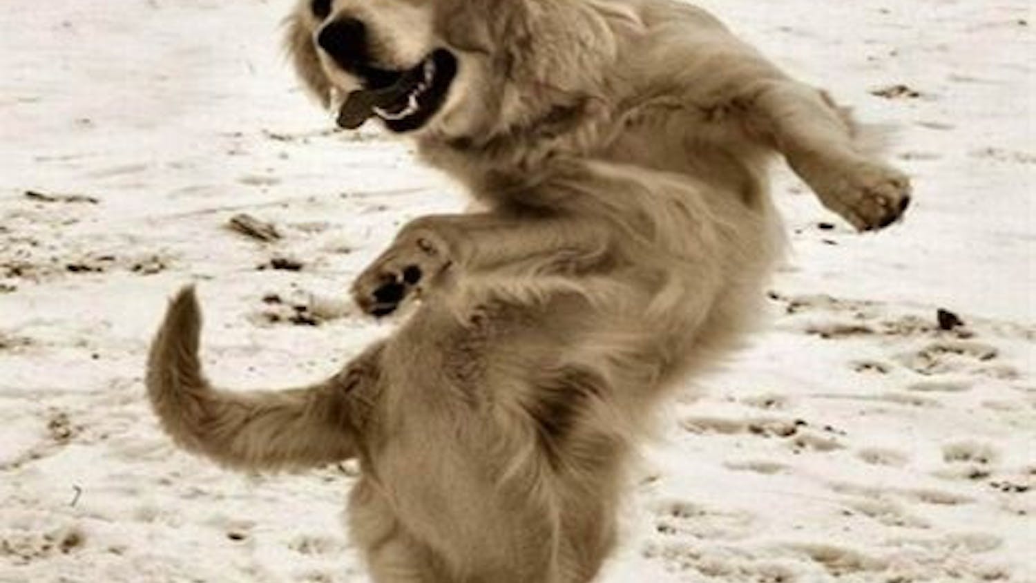 dancing-dog