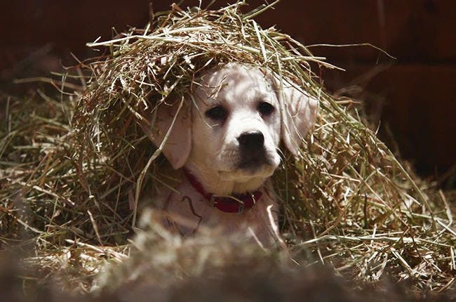 puppy-budweiser-super-bowl-commercial-2015-billboard-650-3