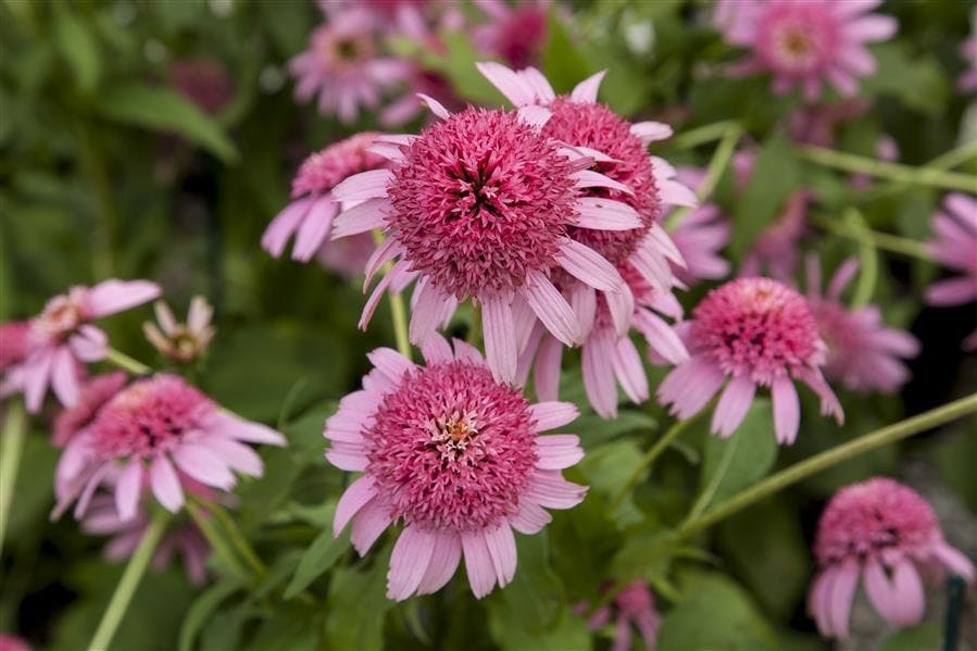 Native Plants