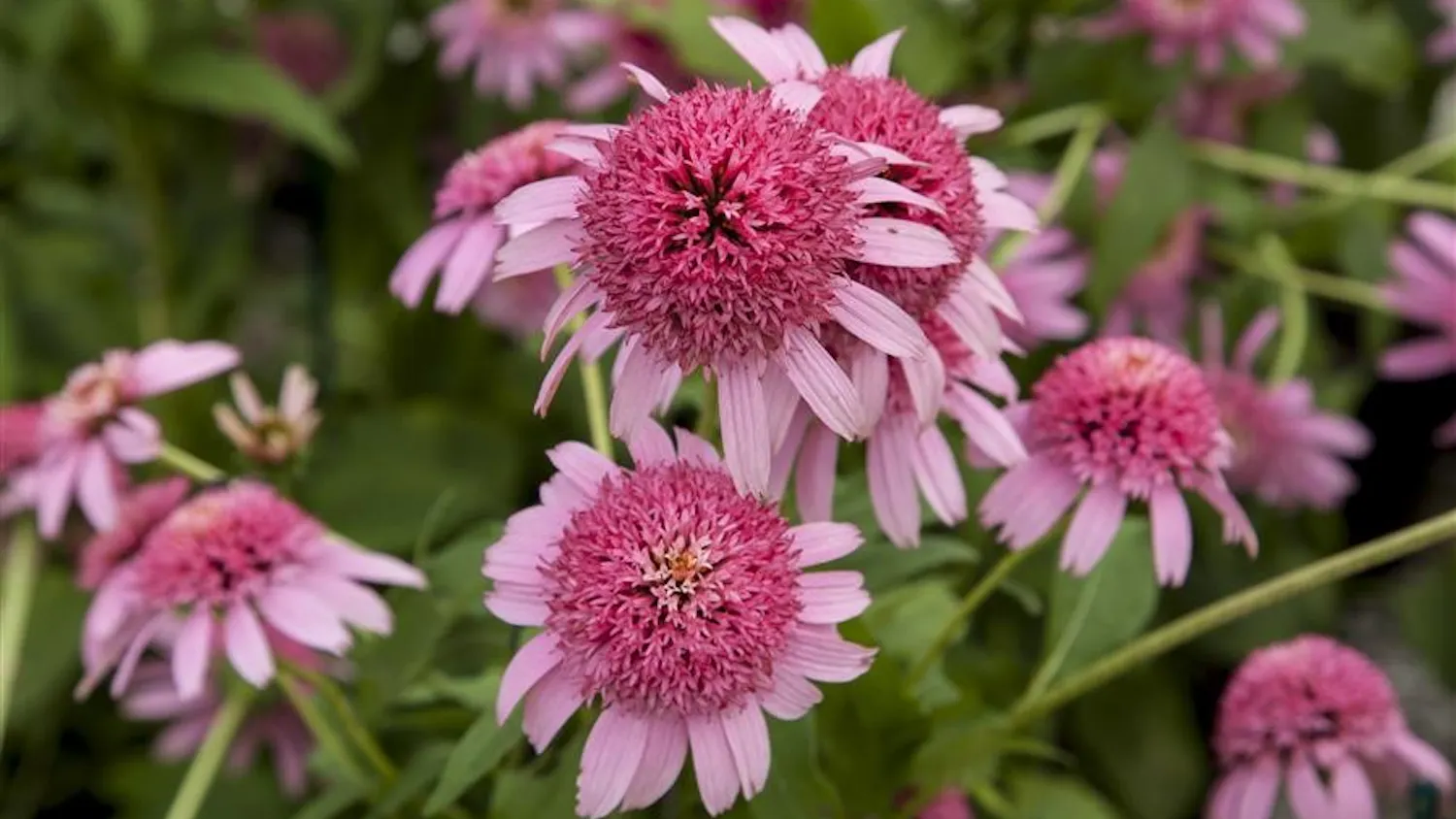 Native Plants
