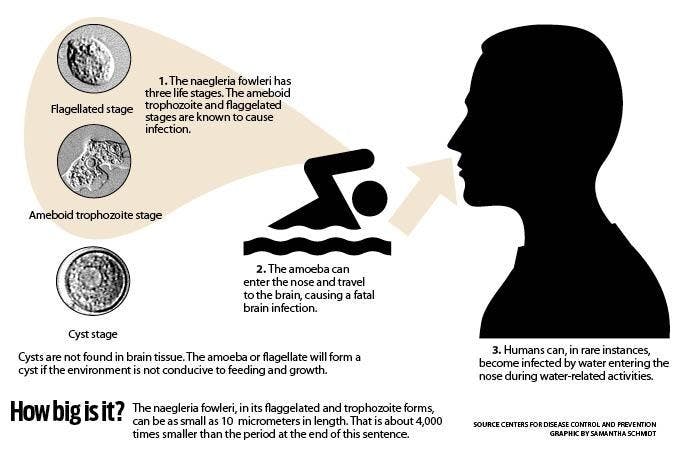 Amoeba graphic