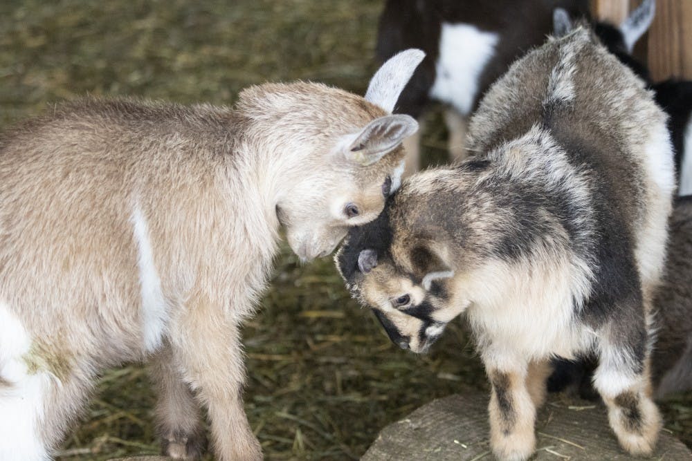 GALLERY: The Goat Conspiracy 