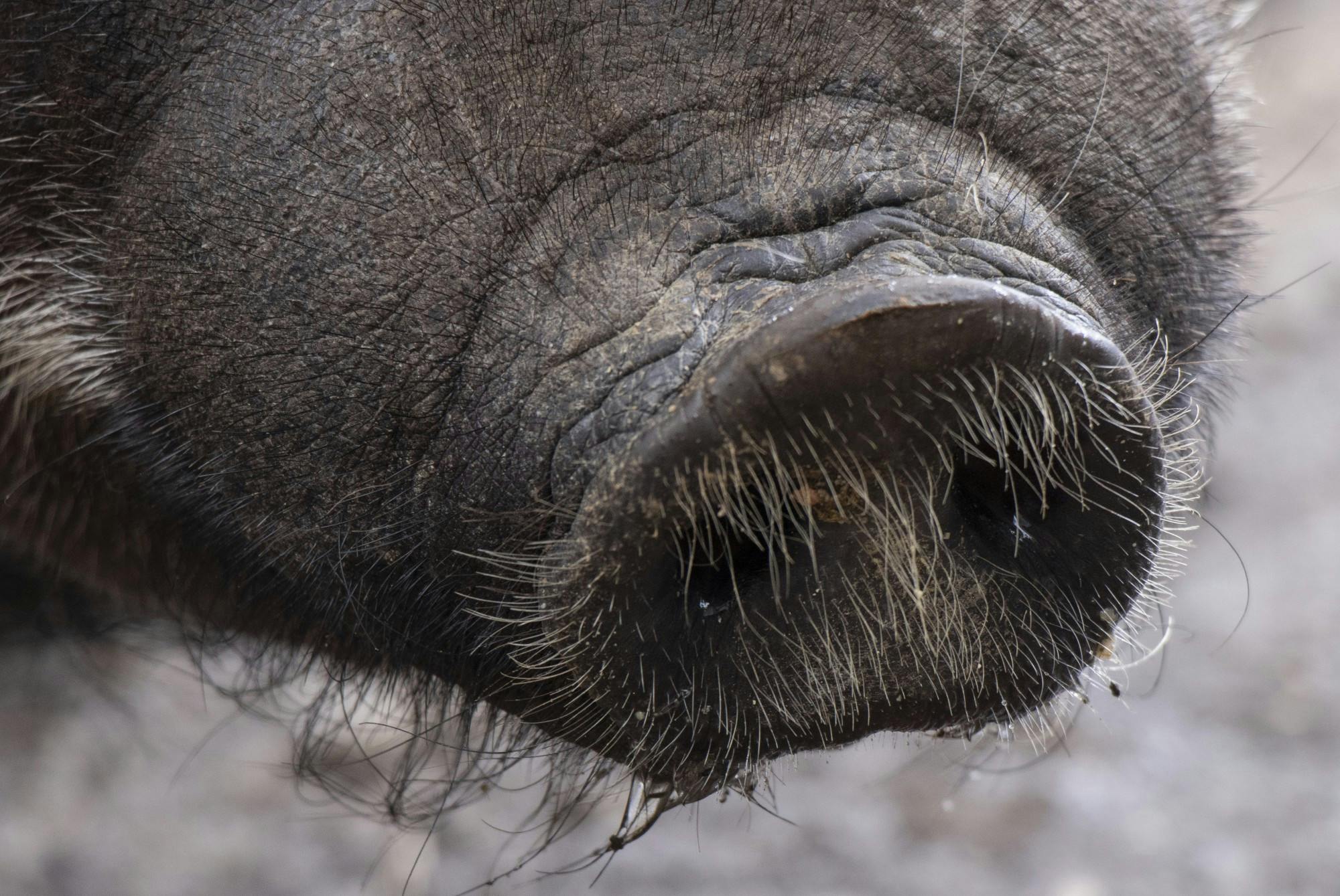 GALLERY: Lost pig finds home with Bloomington couple