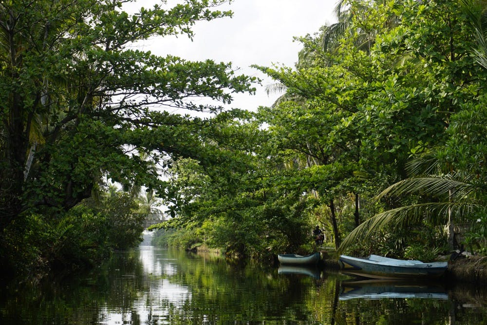 Sri Lanka, Mangrove Forest 