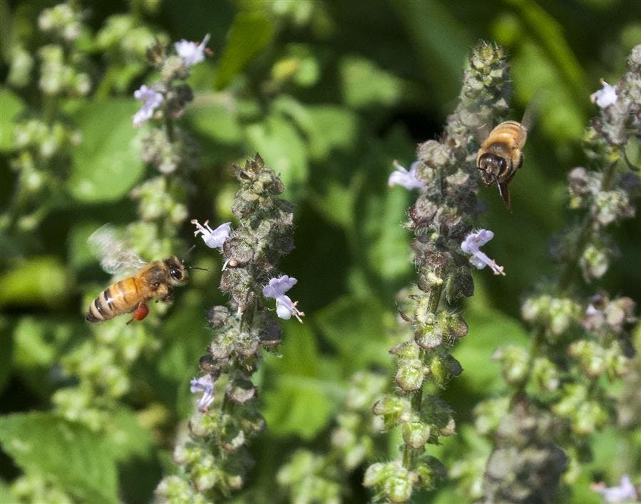 ciHoneyBees CAROUSEL