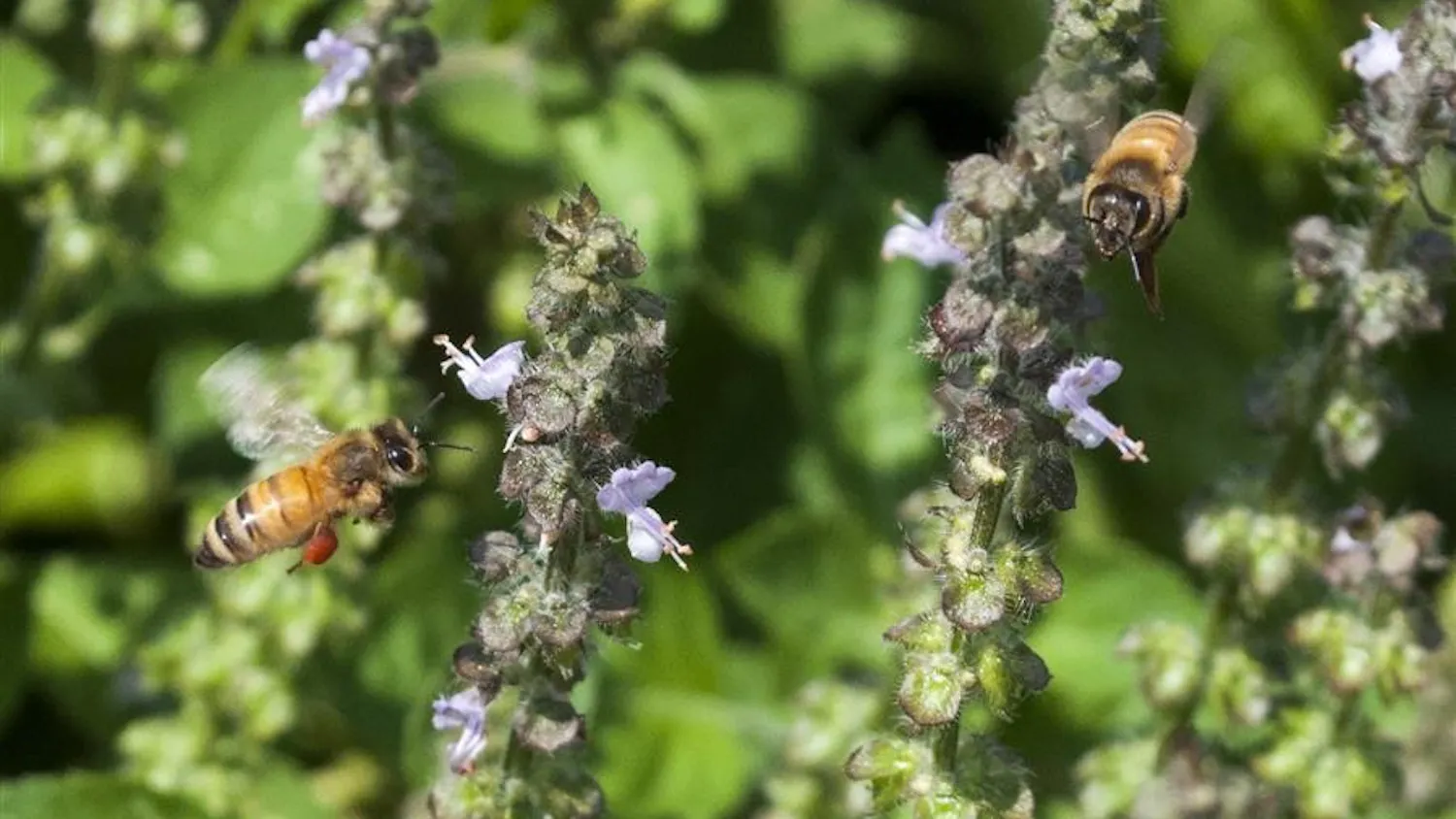 ciHoneyBees CAROUSEL