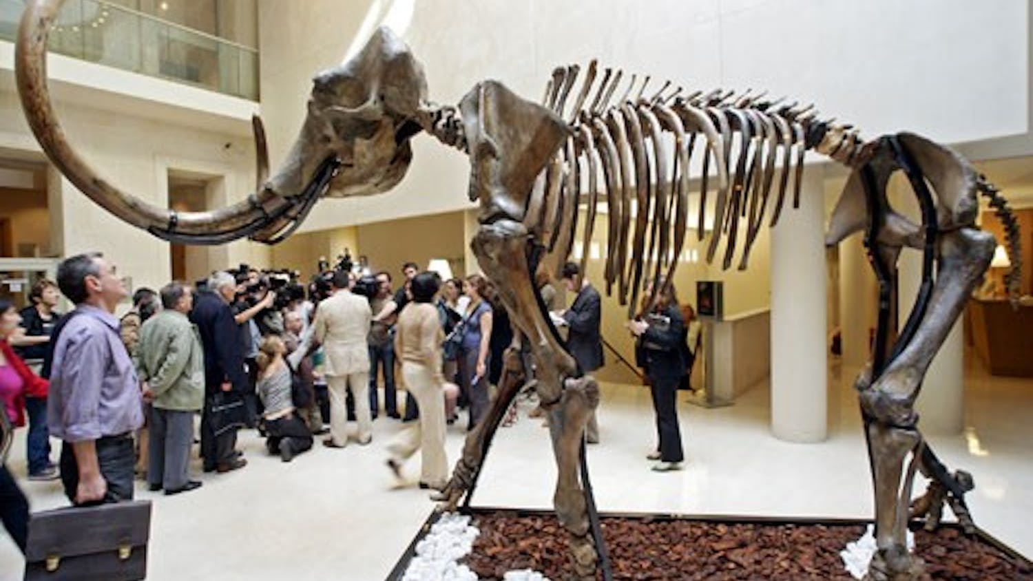 FRANCE MAMMOTH FOR SALE