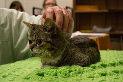 Feline celebrity Lil Bub meets with her fans Oct. 26, 2012, in the Bloomington Animal Care and Control shelter. Mike Bridavsky announced the death of his Internet-famous cat on social media Monday.
