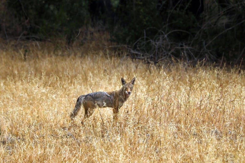 cacoyote121524.jpg