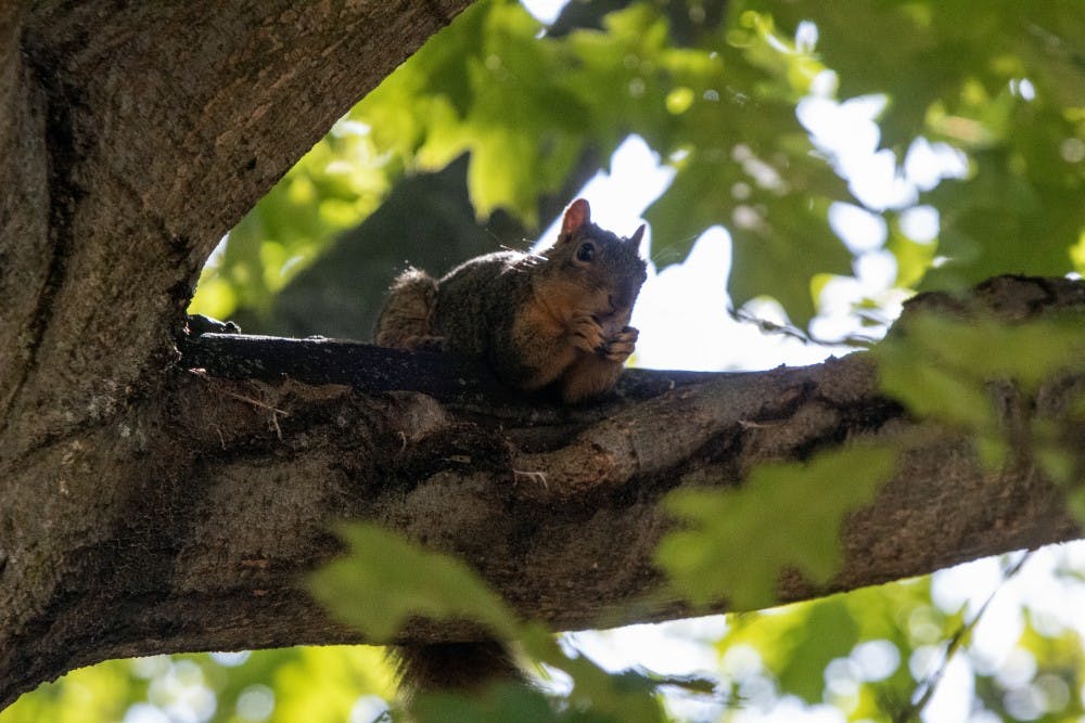 casquirrel093019.jpg