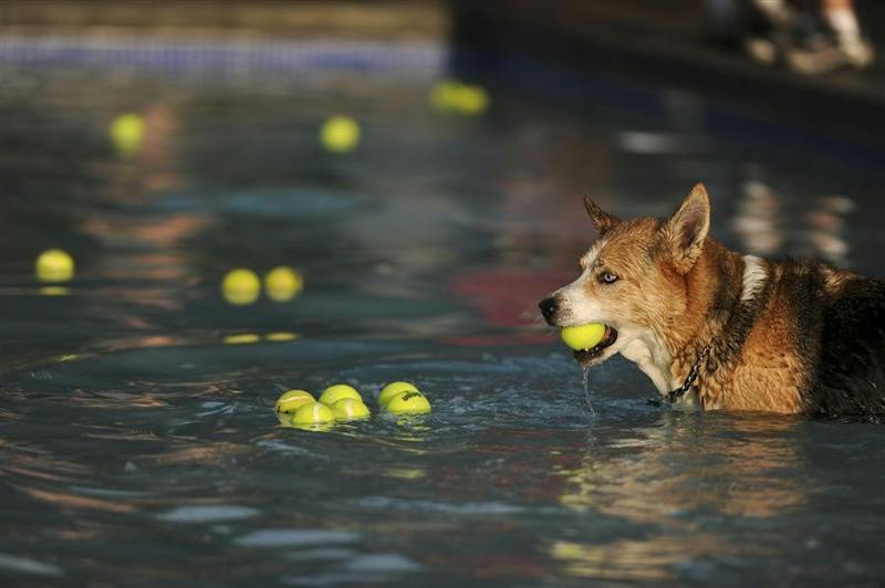Drool in the Pool - Indiana Daily Student