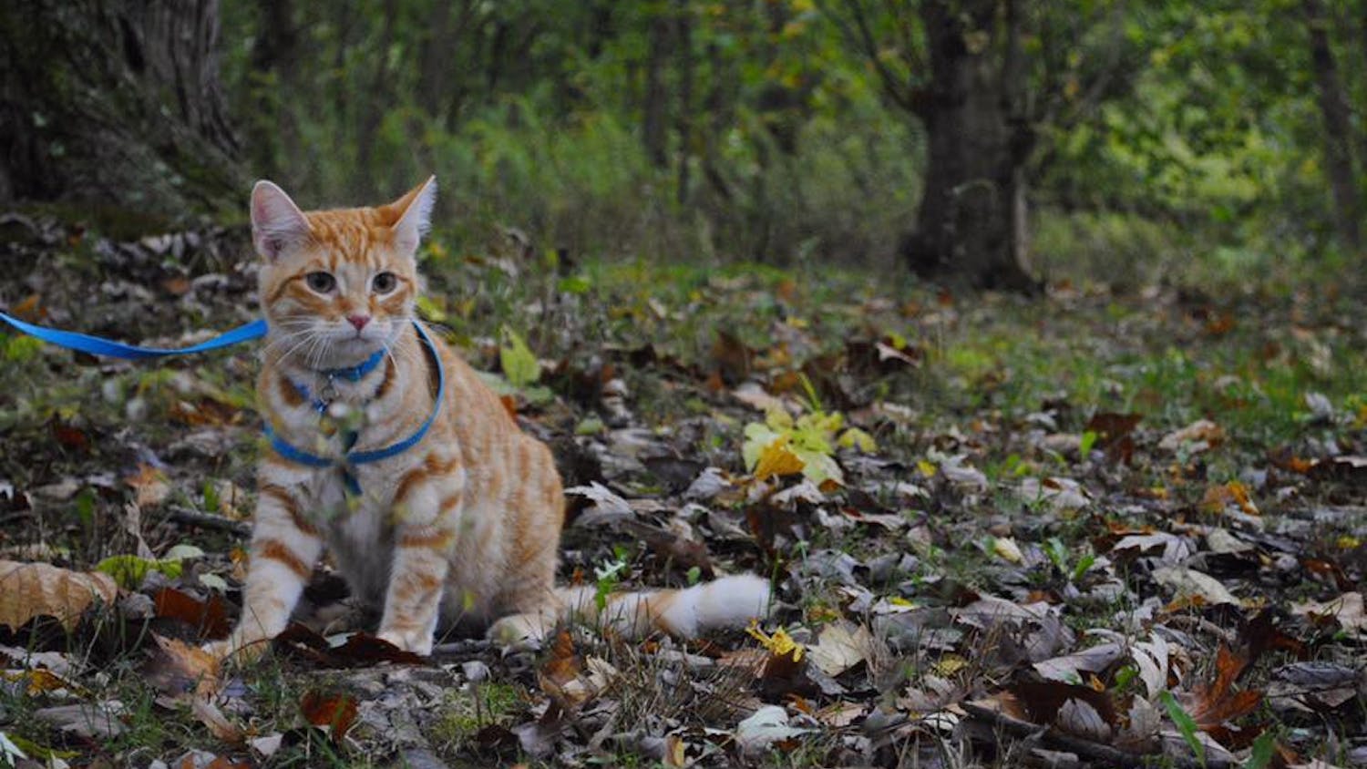 Vincent was a rescue cat from the shelter. He was very sick when he was adopted, but after several expensive vet visits, his playful attitude emerged.