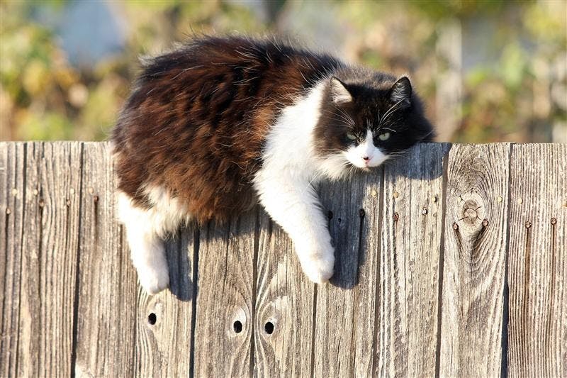 A cat rest on the top of a fence Tuesday in Bremerton, Wash.